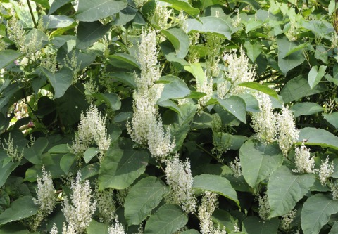 Newsletter_JapaneseKnotweed_May-14